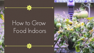 how to grow food indoors
