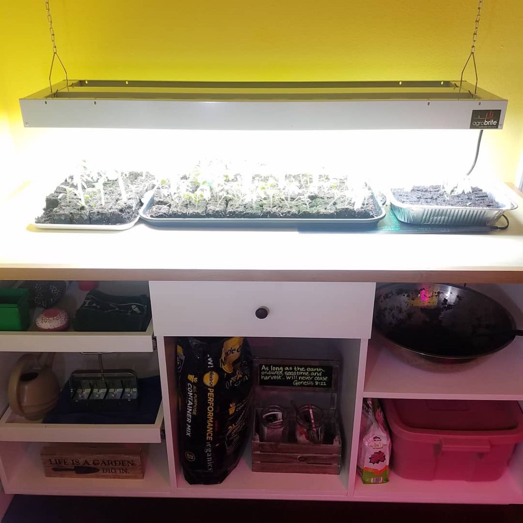 Indoor grow light on seedlings