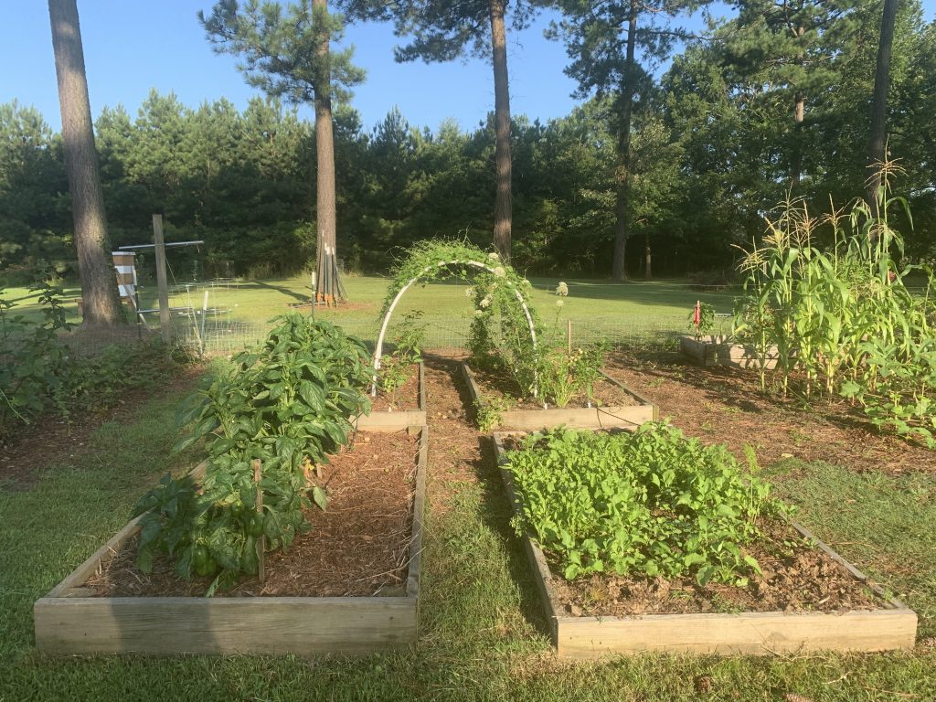 raised beds too close together