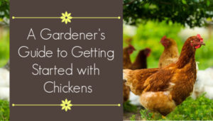 getting started with chickens