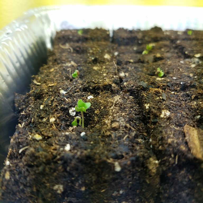 emerging seedlings in soil blocks