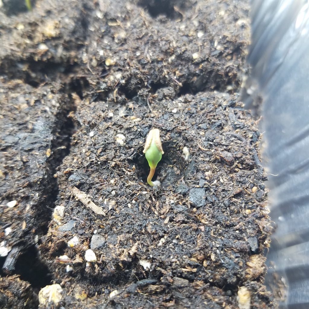 calendula seed germinating