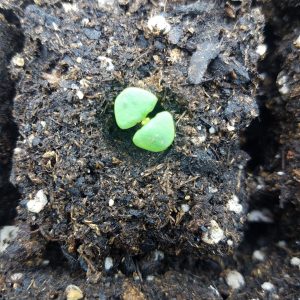 How to Start Seeds Indoors: Tips for Beginners