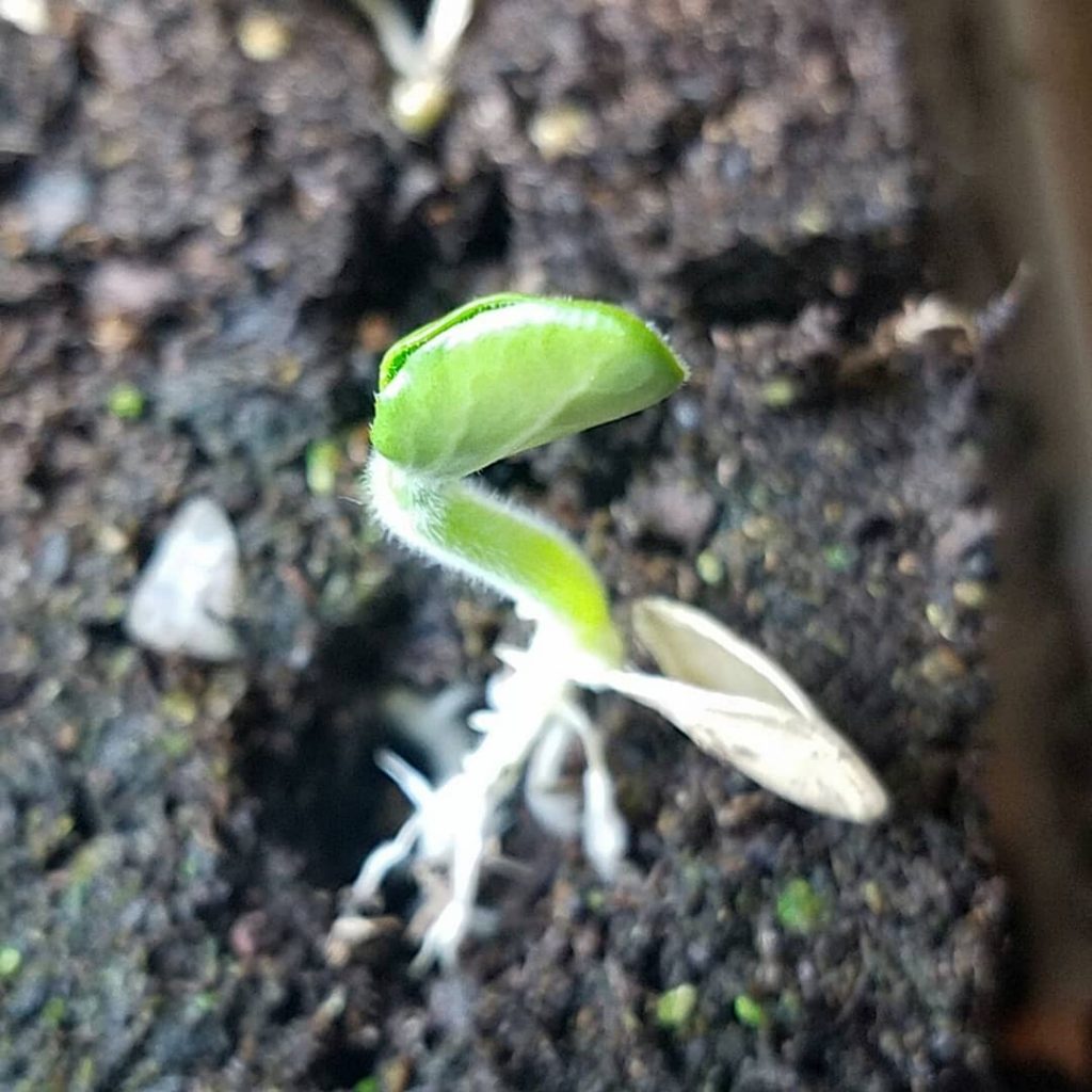 squash seed germinating
