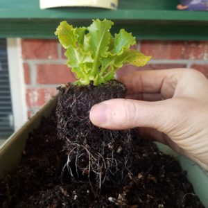 Direct Sow vs Transplant – Which is Best for Your Garden?