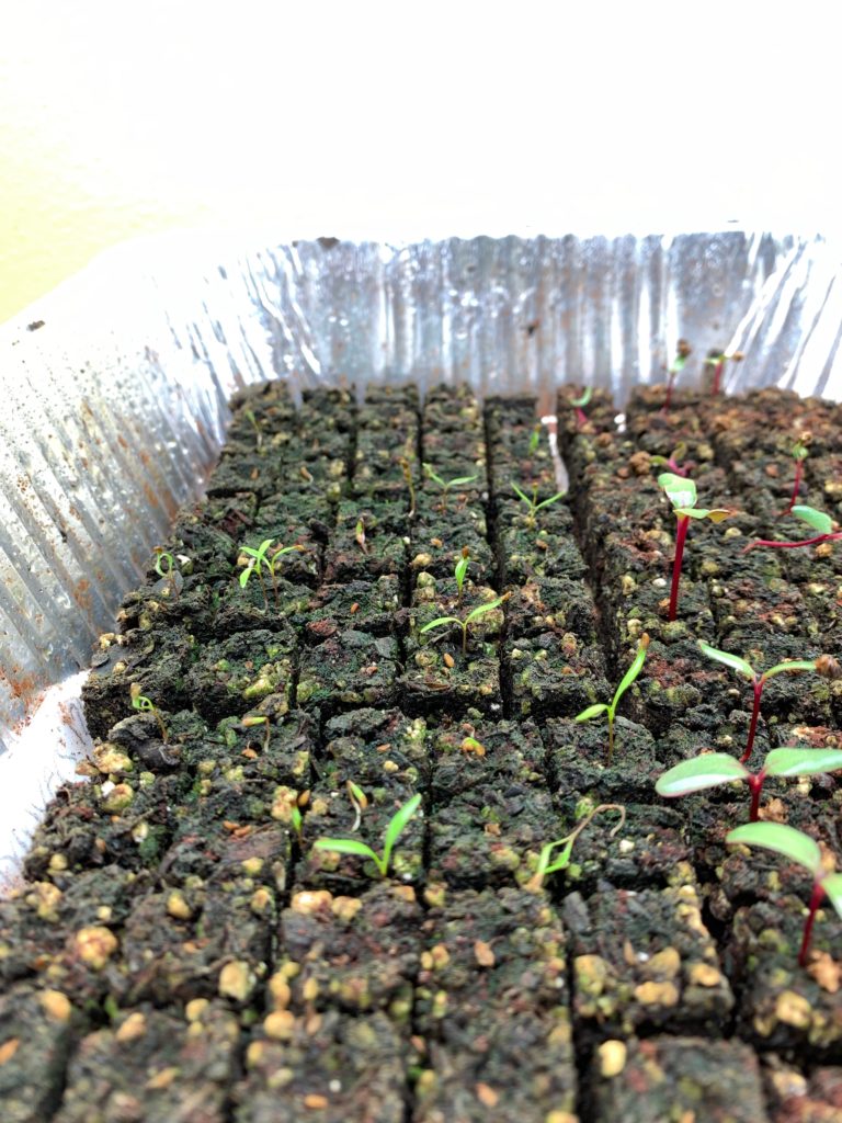 Carrot plants growing in soil blocks under grow light