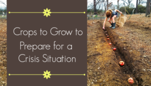 crops to grow in a crisis