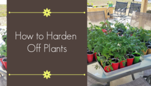 how to harden off plants