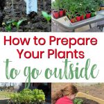 how to prepare your plants to go outside