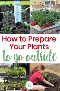 how to prepare your plants to go outside