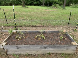 bagged garden soil for tomatoes