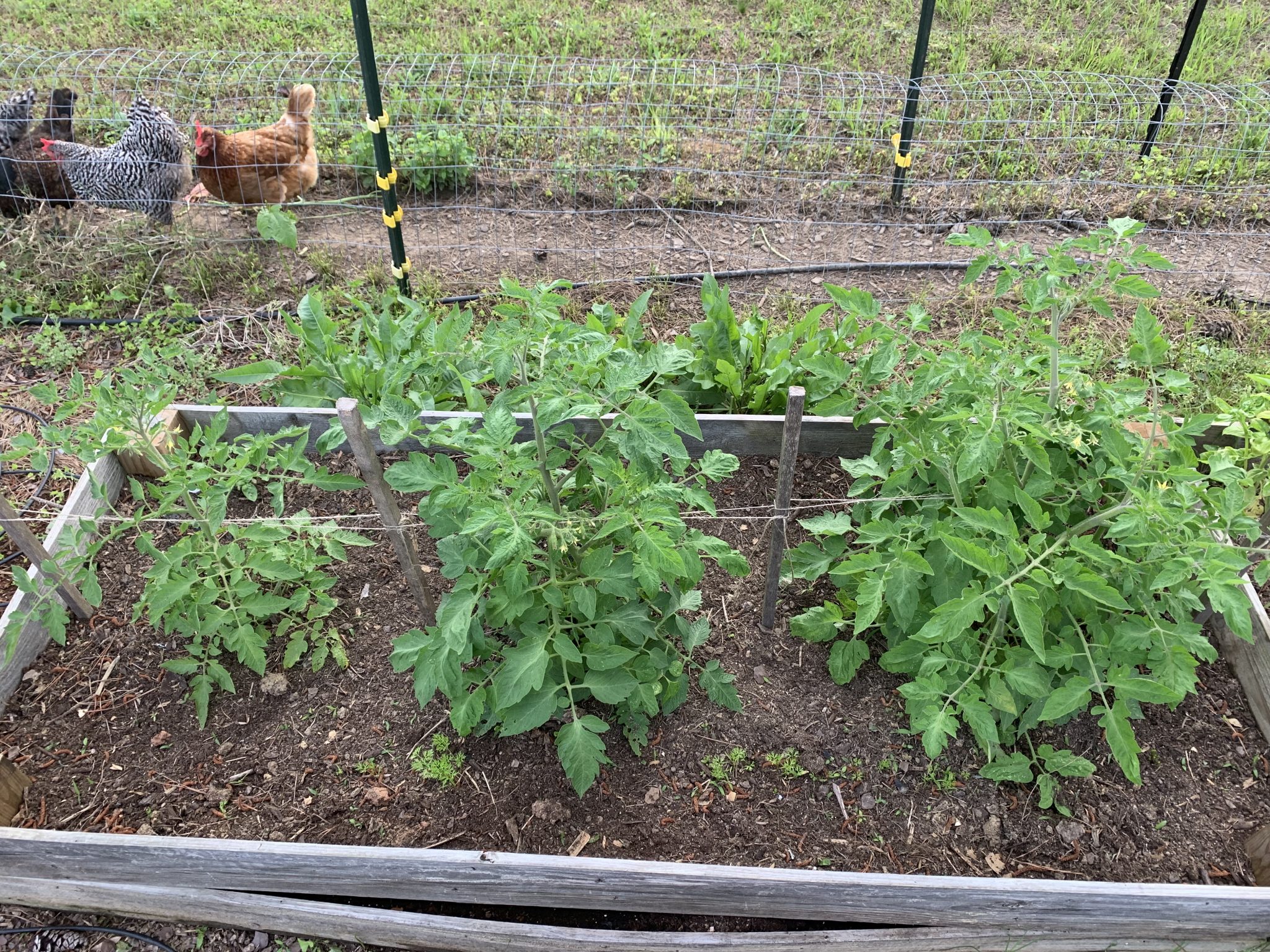 3 Raised Bed Soil Mixes Compared The Beginner's Garden