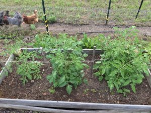 Mel's Mix tomatoes in raised bed