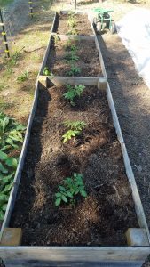 Planting Tomatoes in 3 raised bed soil mixes