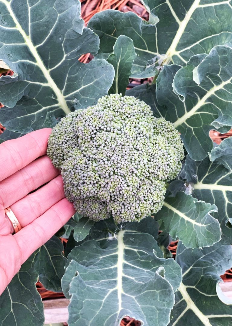 6 Steps to Fall Garden Prep