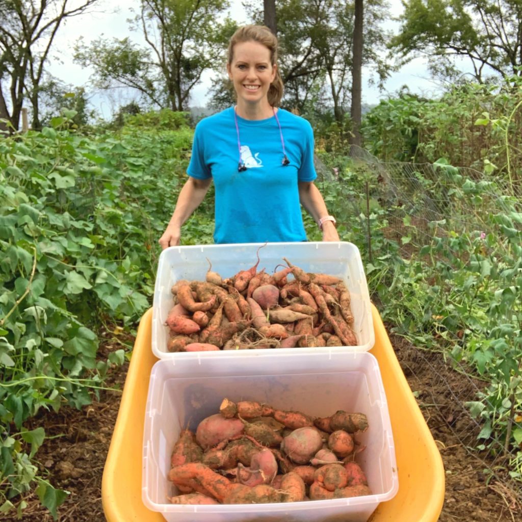 growing sweet potato in a crisis