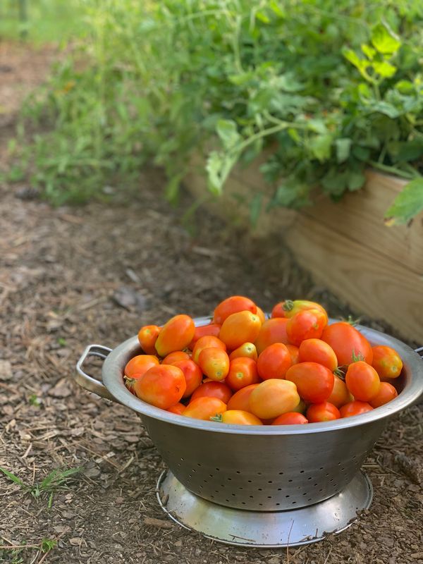 tomato harvest next to raised bed