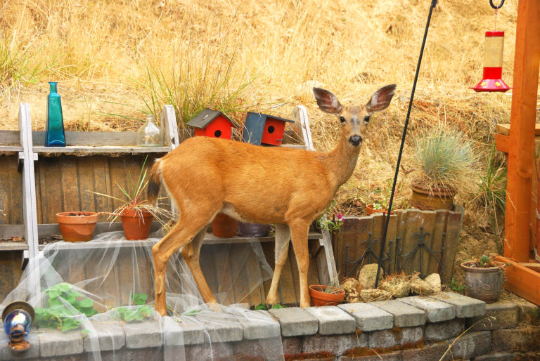 Protect Your Garden from Deer, Rabbits, Squirrels, and Other Wildlife