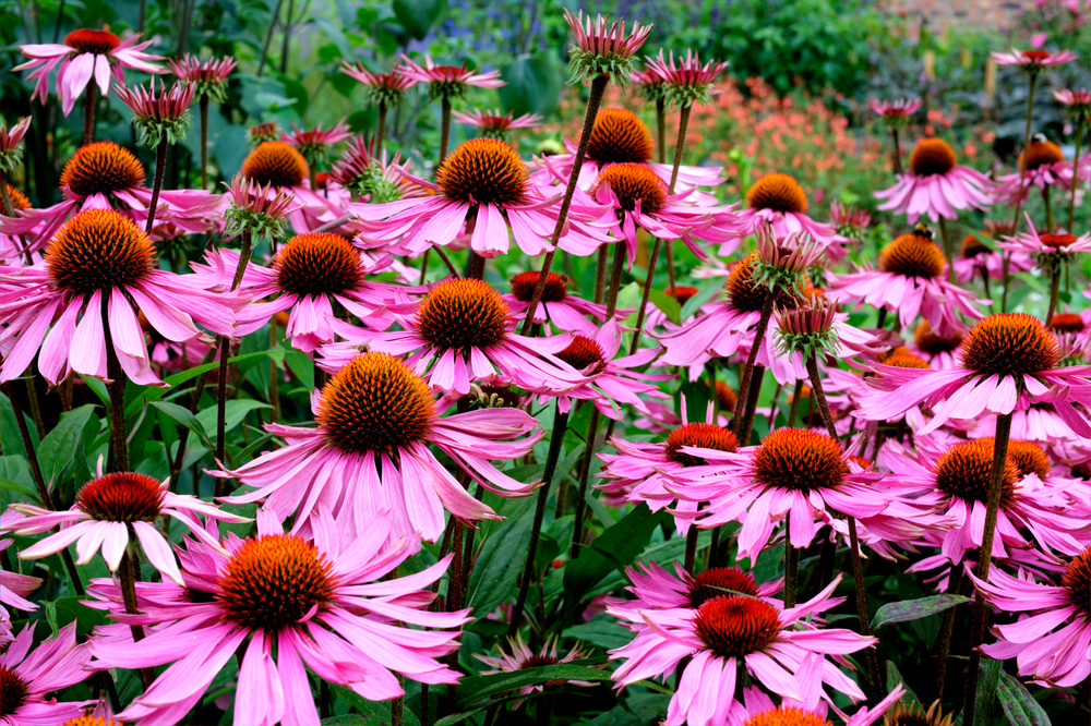 echinacea plants and flowers
