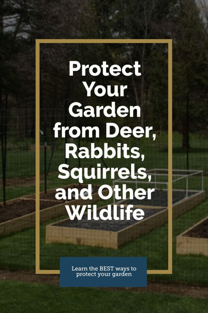 Protect Your Garden from Deer, Rabbits, Squirrels, and Other Wildlife