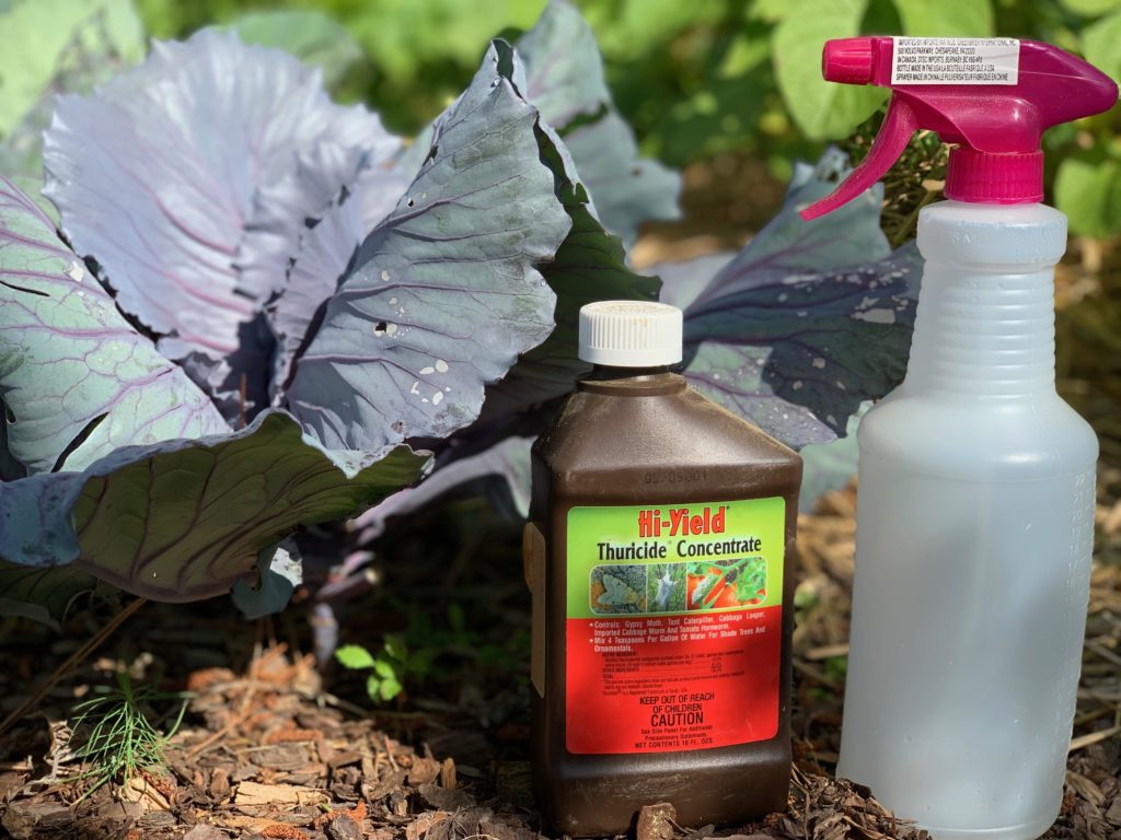 Protect Your Garden from Pests using Thuricide BT - Safe, Organic and Easy to Use!