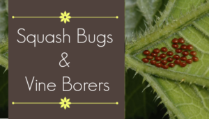 Common Squash Pests: Squash Bugs and Squash Vine Borers