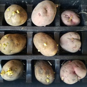 Guide to Growing Potatoes