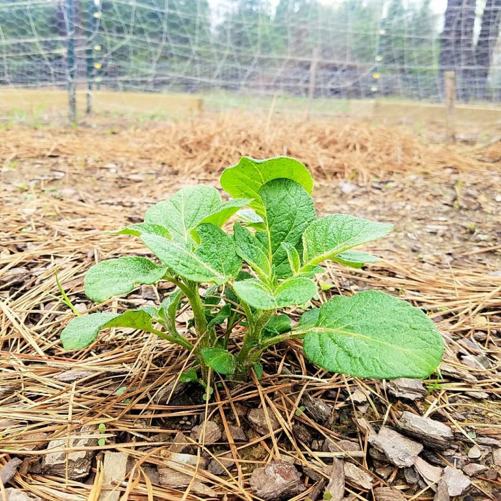 potato plant emerging