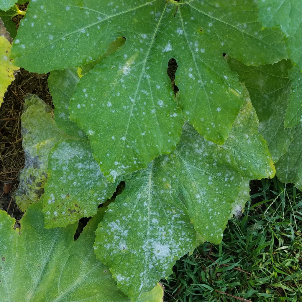 powdery mildew appears like a light dusting of flour on the top surface of a leaf