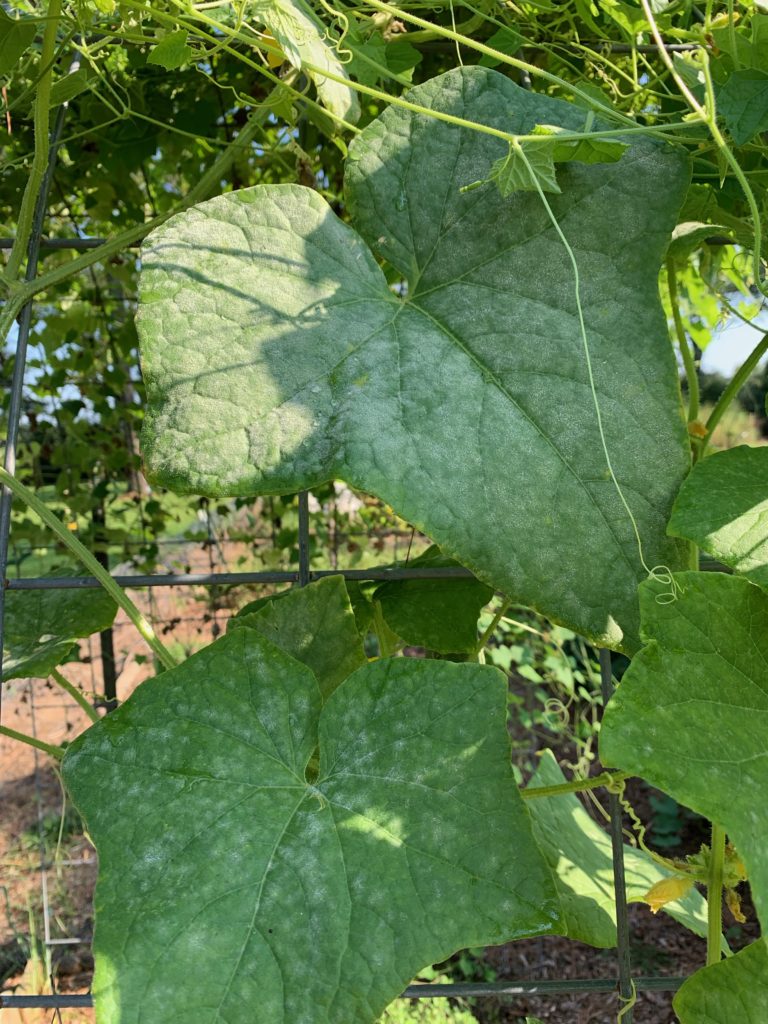 early powdery mildew infection on cucumber plants