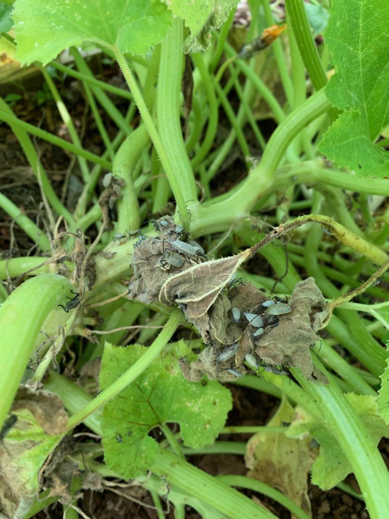squash bug nymphs