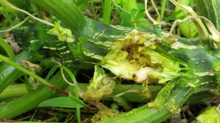 Squash Vine Borer: Prevention, Identification, and Control