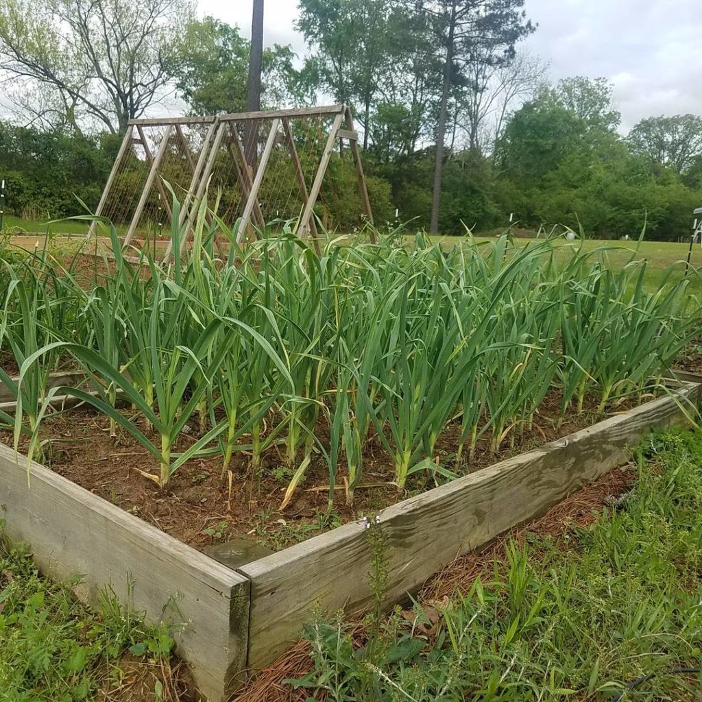 Raised bed planted with garlic