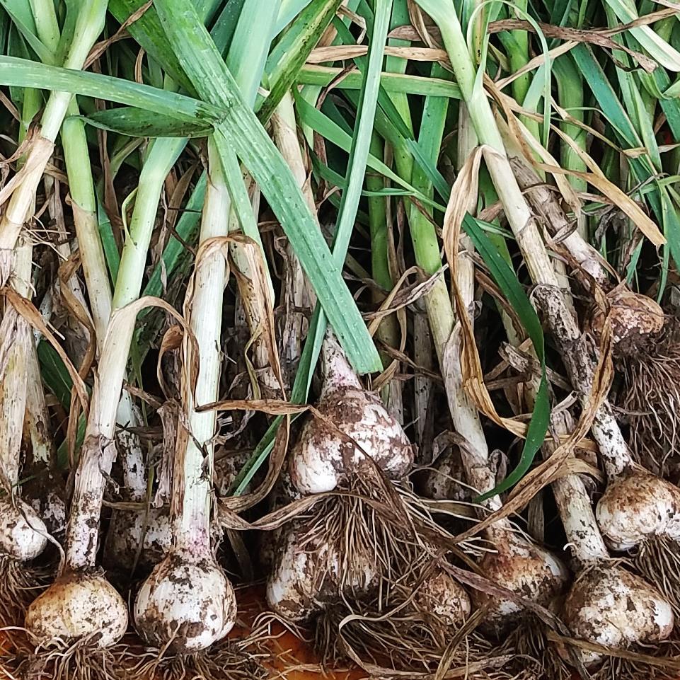 garlic bulbs after harvest