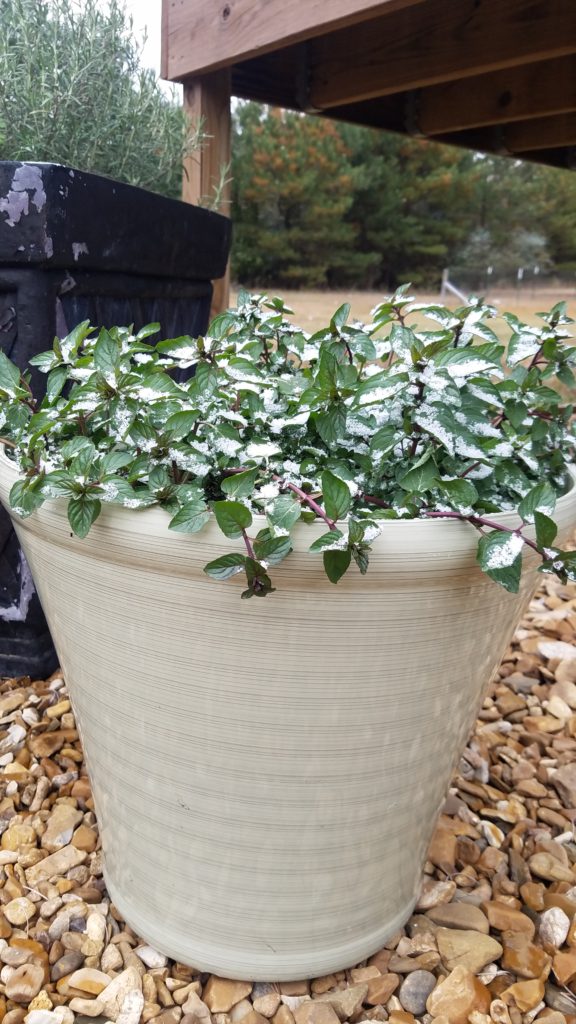 Mint plant in pot in the winter