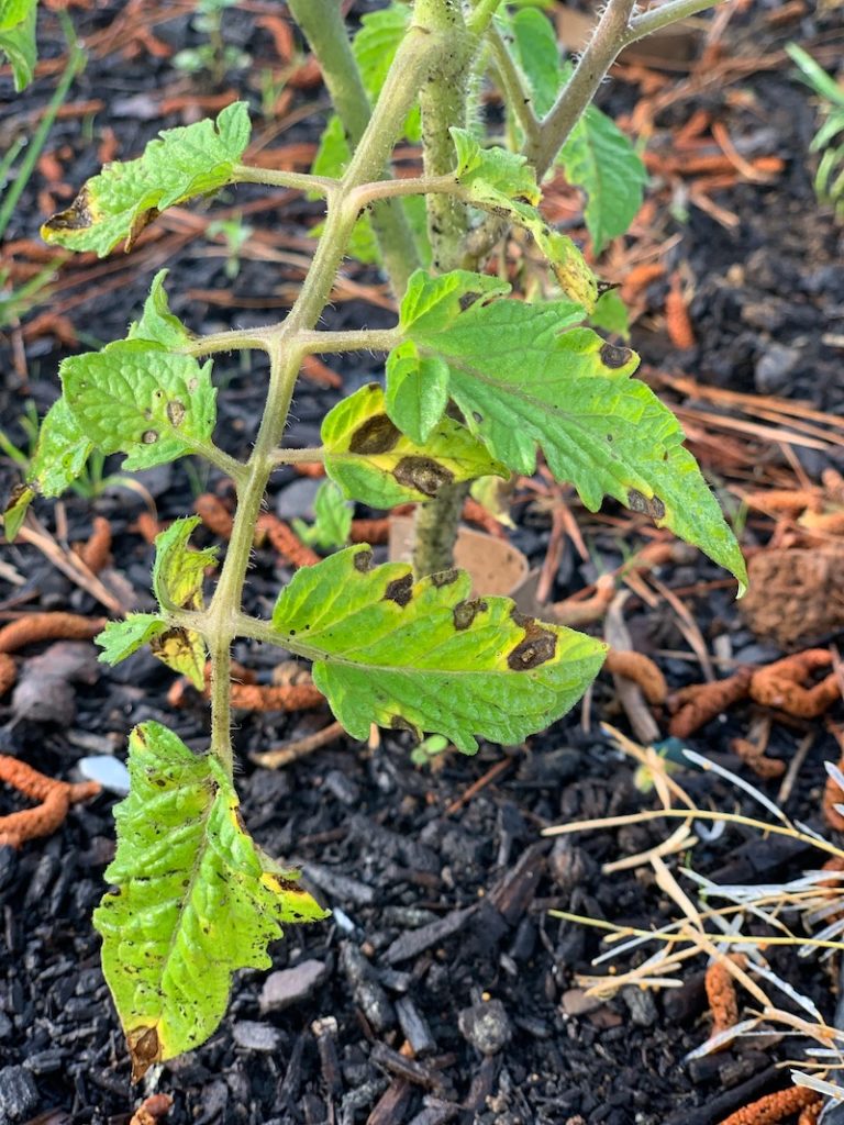 tomato plant with early blight