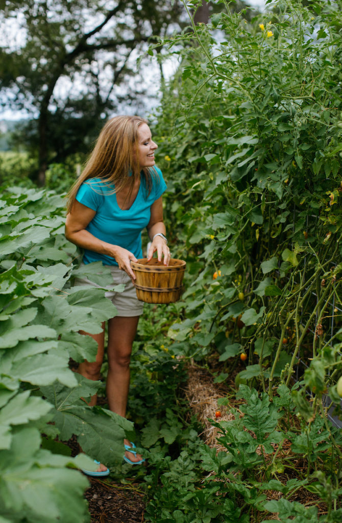 Woman harvesting tomatoes in garden