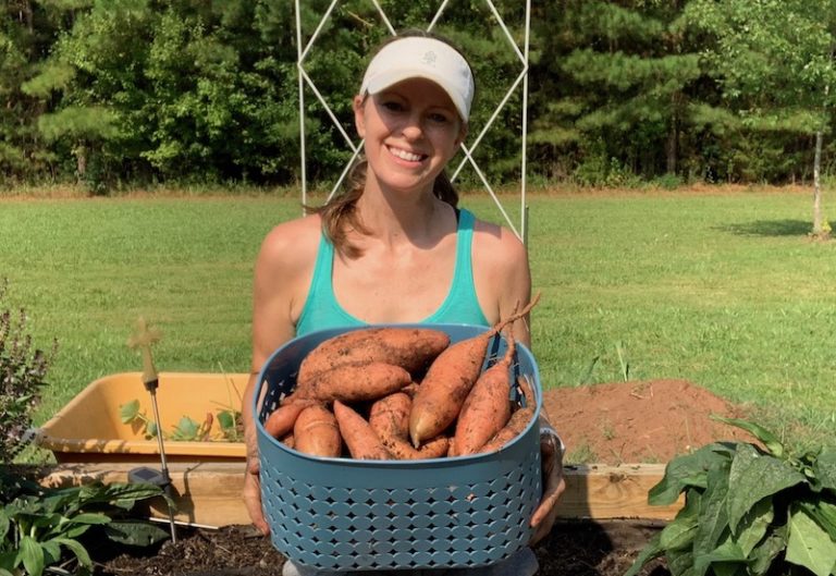 Comparing Sweet Potato Harvests in Different Garden Beds
