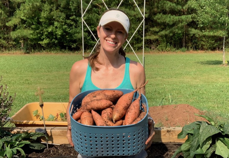 raised-bed-sweet-potato-harvest-