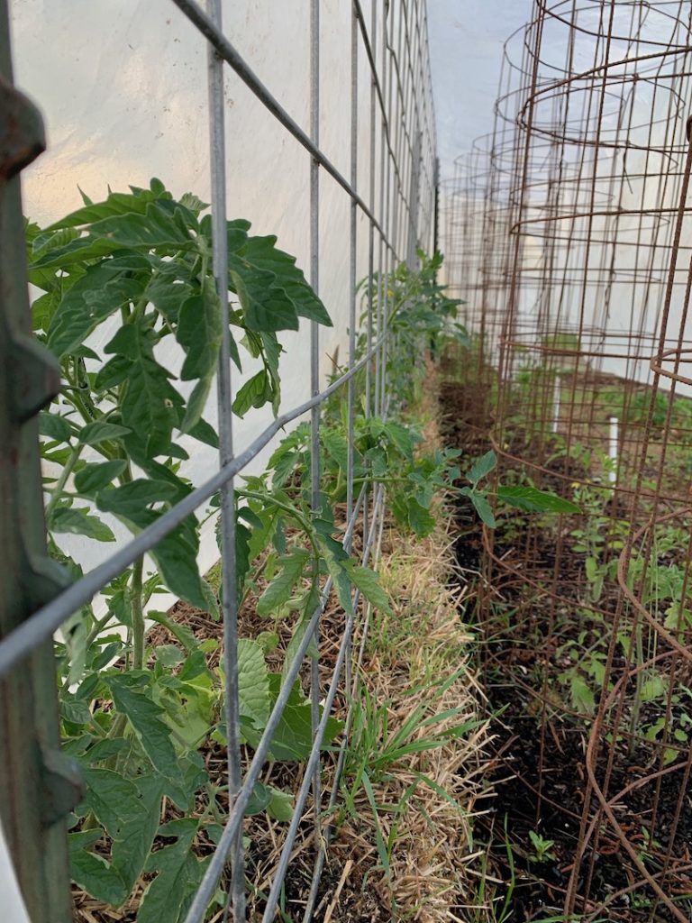 Straw bales growing tomatoes
