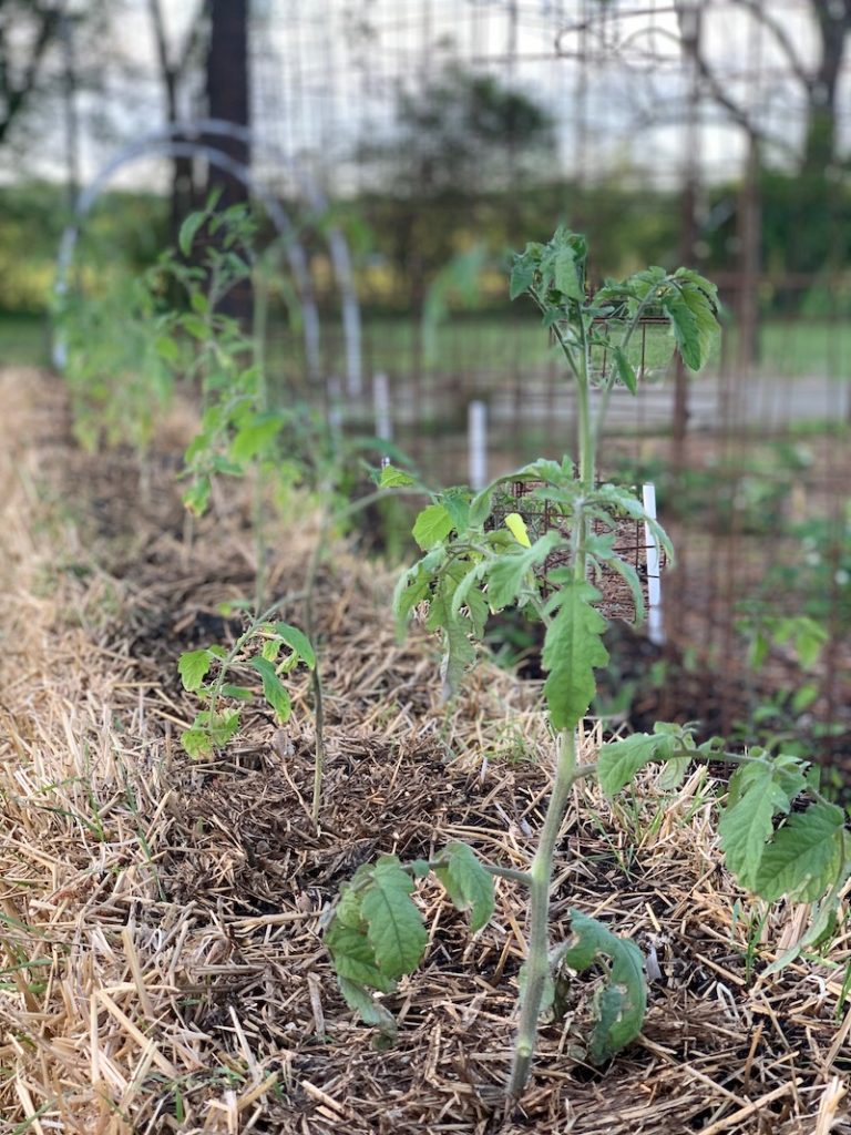 Tomato plants growing in straw bale