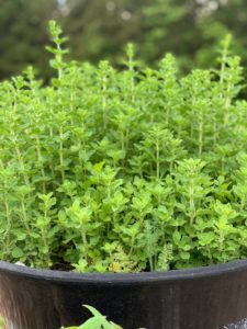 5 Perennial Herbs for the Beginner’s Kitchen Garden