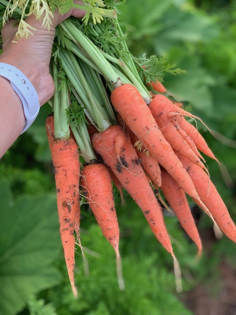 Harvest of carrots
