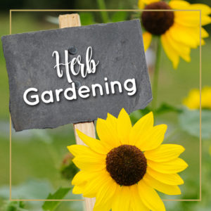 Jill_McSheehy_Journey_With_Jill_category_herb_gardening