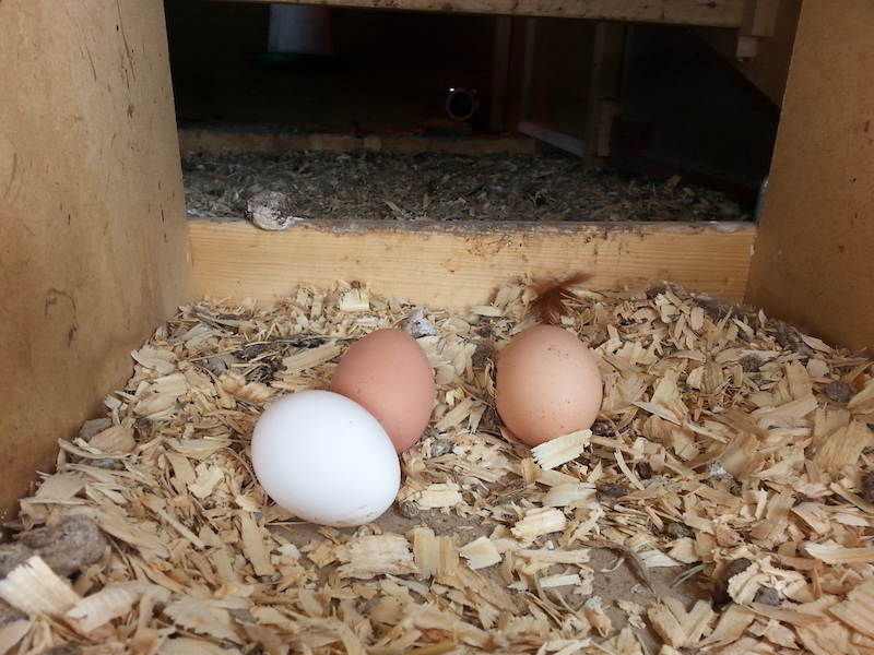 Eggs in nesting box with pine shavings