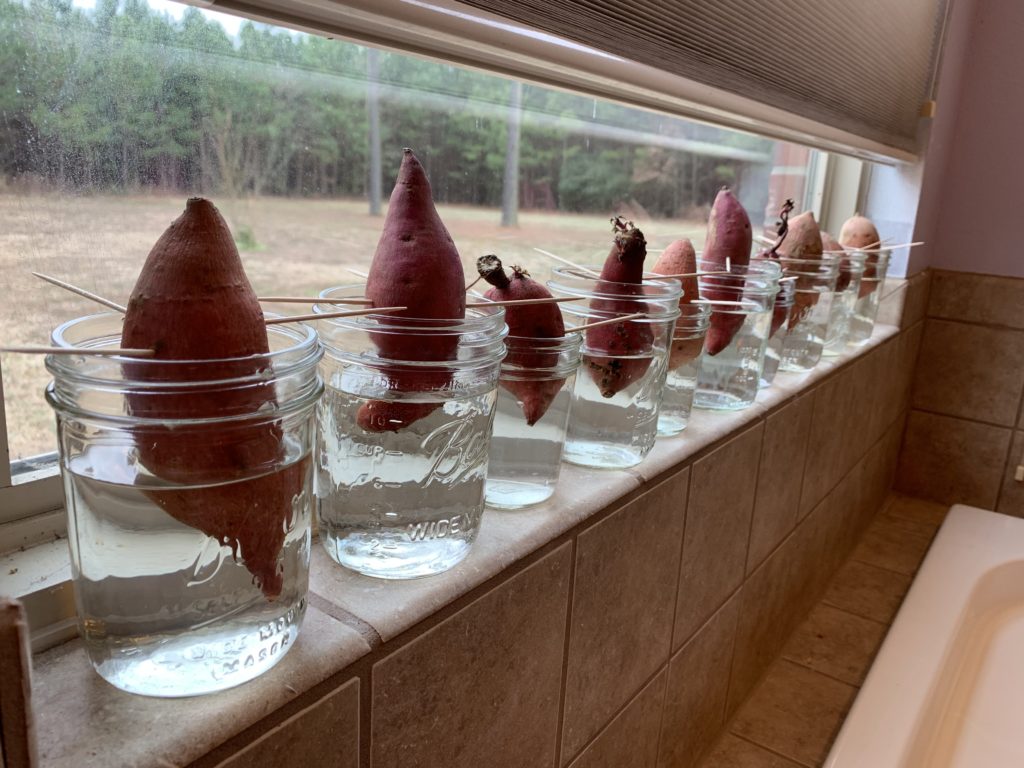 sweet potato slips growing in mason jars in humid bathroom