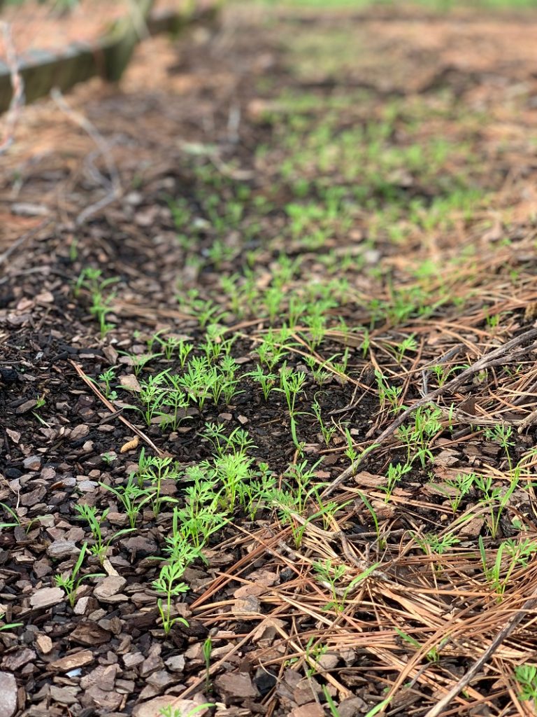 Carrots sprouting in ground