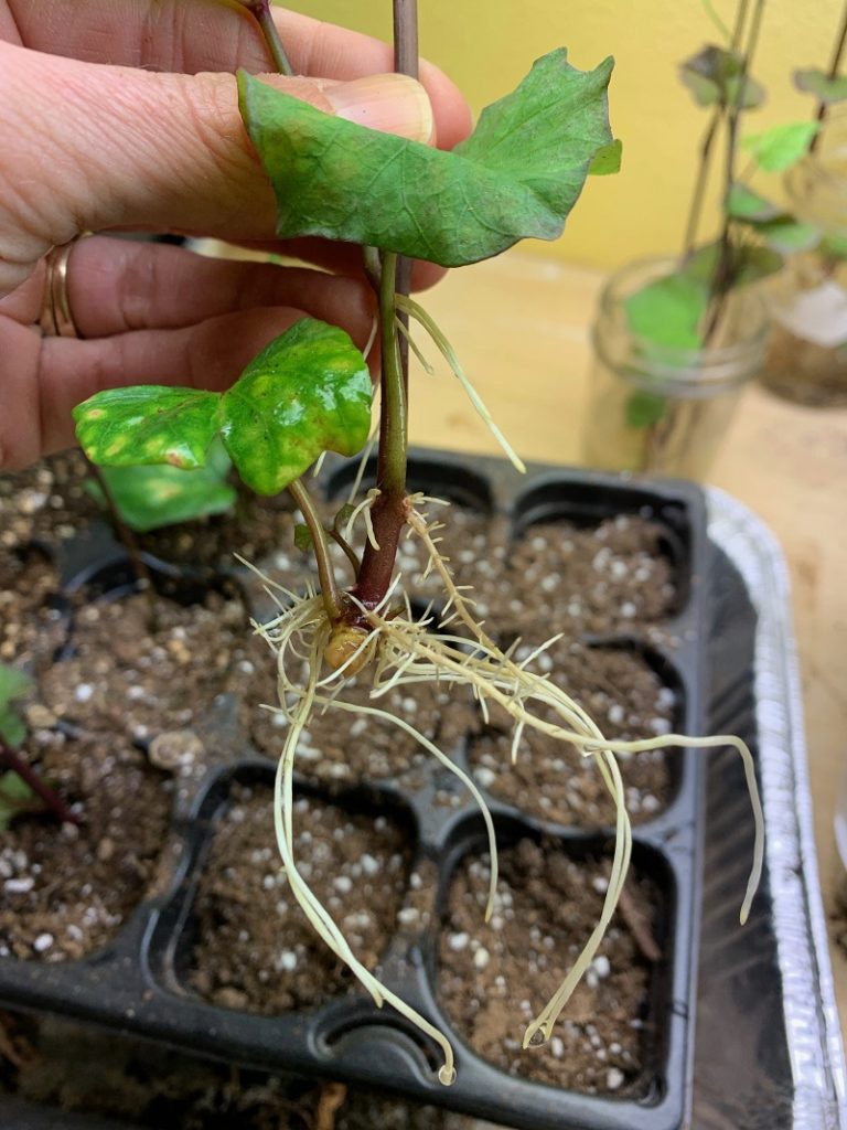 sweet potato slip with long roots