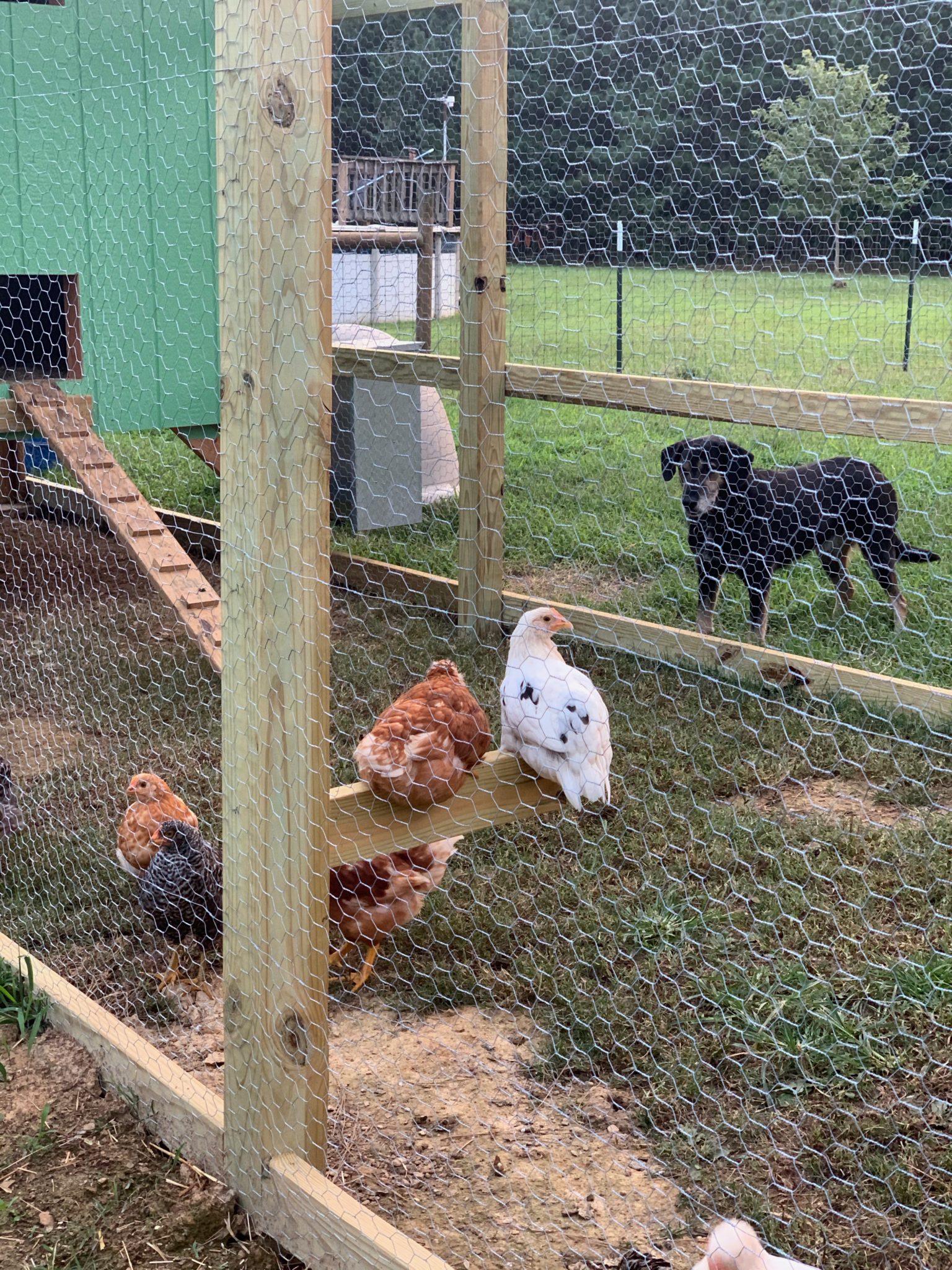 Gardening with Chickens How to Use Your Flock for Manure, Natural