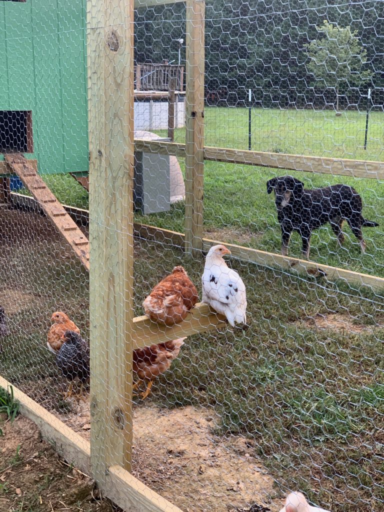 Chickens in a chicken coop